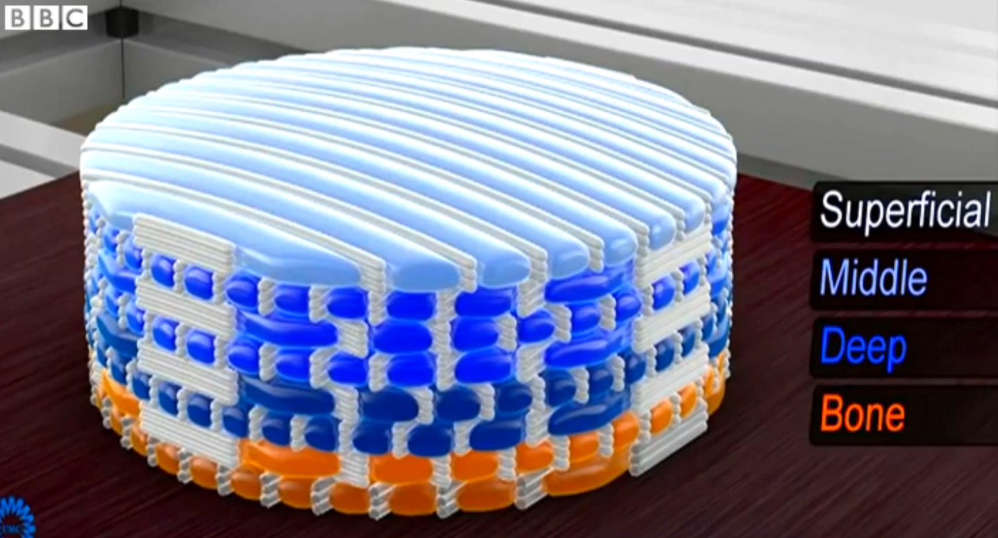ossa vascolarizzate realizzate con stampante 3 D